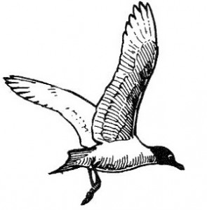 franklinsgull_lineart2